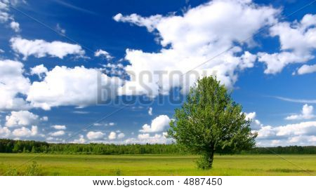 Lone Tree im grünen Feld