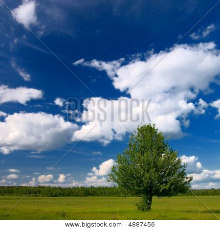 einsamer Baum in ländlichen Umgebung