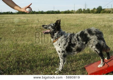 Tegn uden ord For hund