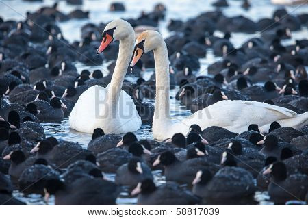 White Swans On A Lake, Around Many Coots.