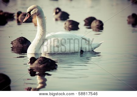 White Swans On A Lake, Around Many Coots.