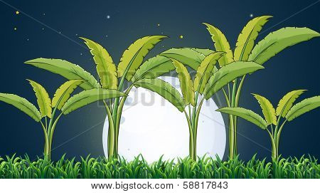 Illustration of a banana plantation under the white fullmoon