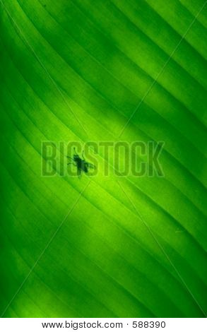 Leaf lentää