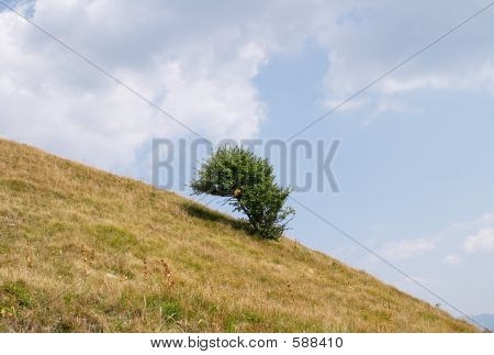 Osamělý strom