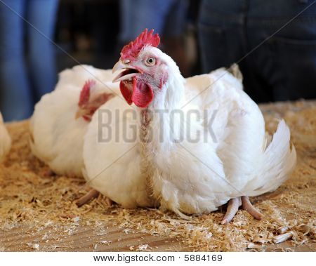Squawking Pokaż kurczaka