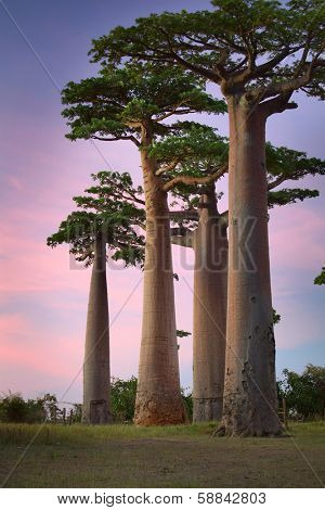 Baobab trees on a dry meadow during sunset. Madagascar