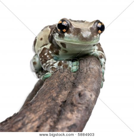 Amazon Milk Frog Perched On Branch, Trachycephalus Resinifictrix, In Front Of White Background, Stud