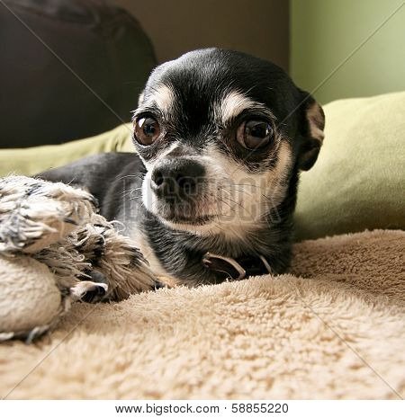 a cute chihuahua laying on a pet bed with a stuffed toy