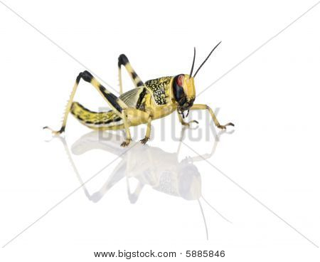 หนอนของโลทะเลทรายคัสท์ Schistocerca Gregaria ยืนกับพื้นหลังสีขาว ถ่ายภาพสตูดิโอ