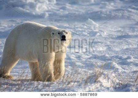 Polar bear in the arctic snow