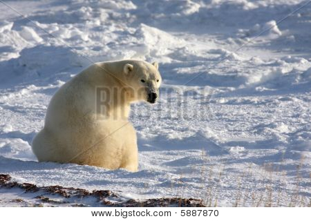 Polar bear sniffing the wind and startled