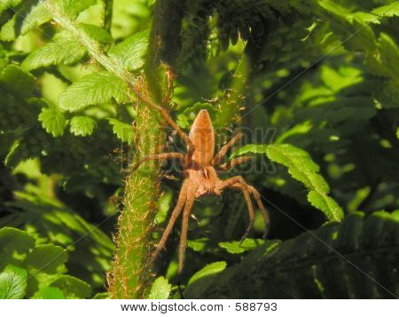 Spider på en stilk
