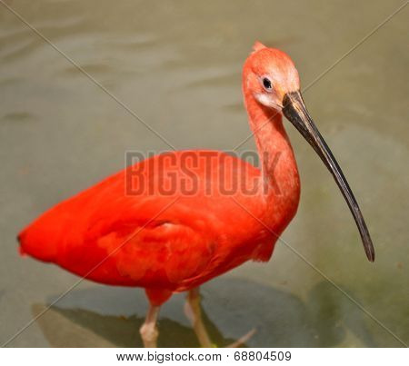 Scarlet ibis taking a bath 