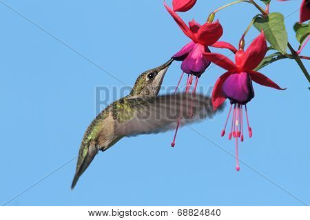 Ruby-throated Hummingbird