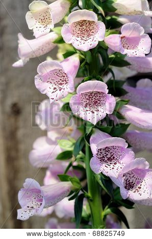 Foxglove Lupine Flower