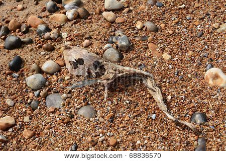 Skeleton Of A Smooth Dogfish On A Shingle Beach