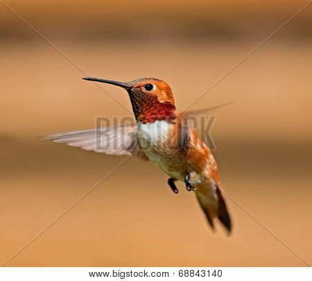 Rufous Hummingbird