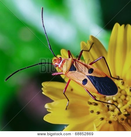 Red Stinkbug
