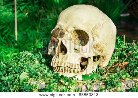 Human Skull In Cemetery