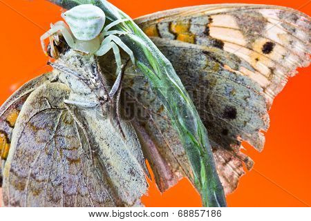 Hunting Spider Catching Butterflies