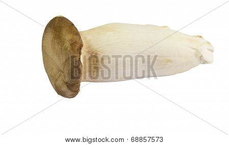 Mushroom Names Eringii