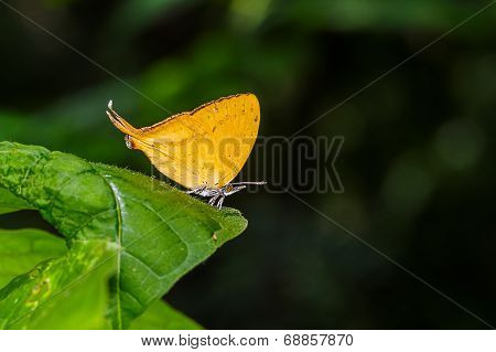 Orange Common Yamfly Butterfly On Green Leaf