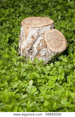 tree stump on the green grass