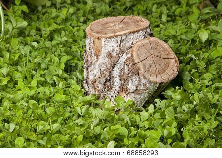 tree stump on the green grass