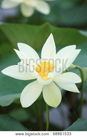 lotus blooming in pond