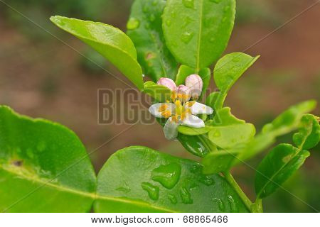 Flower of bergamot fruits on tree