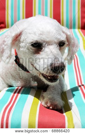 A Bichon Frise smiles as she sits on a colorful striped lounge chair. Elbe was a Rescue Dog that was staying with his foster family until he was adopted by his Fur-Ever family. Adopt don't buy dogs.