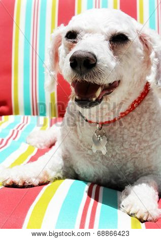 A Bichon Frise smiles as she sits on a colorful striped lounge chair. Elbe was a Rescue Dog that was staying with his foster family until he was adopted by his Fur-Ever family. Adopt don't buy dogs.