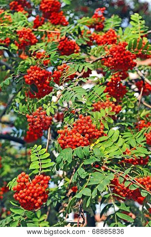 Rowan berries, Mountain ash (Sorbus)