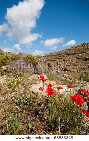 Landscape In Ano Mera, Mykonos
