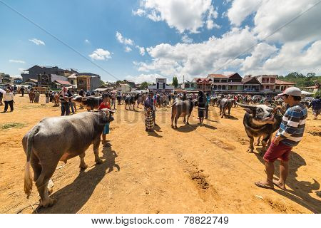 Buffalo Market In Rantepao