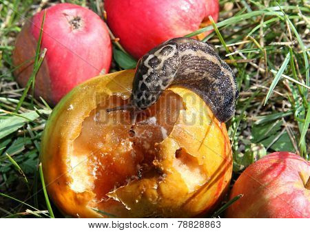 Big Snail Eats The Apple In The Meadow