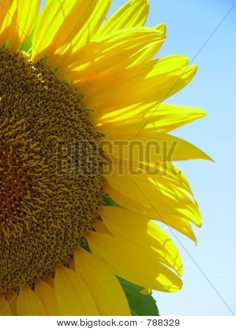 Girasole