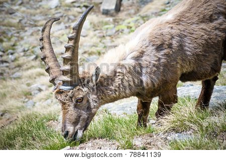 Steinbock