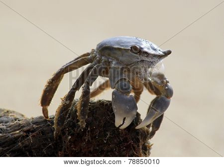 Foaming Crab.