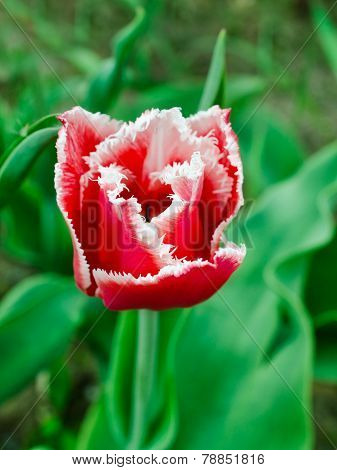 Fringed Tulip