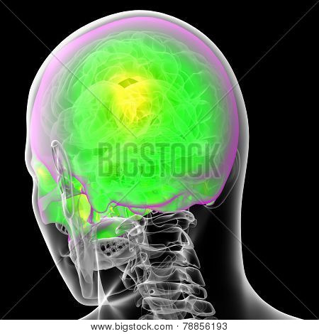 3D Render Medical Illustration Of The Human Sull