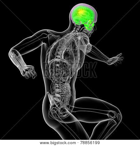 3D Render Medical Illustration Of The Human Sull