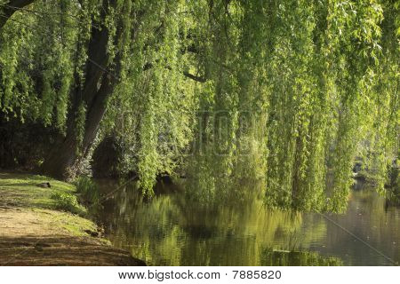 Cool Summer Place