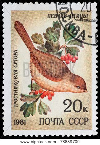 Songbirds