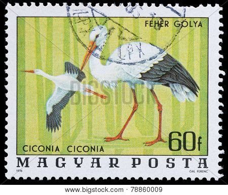 Series Birds