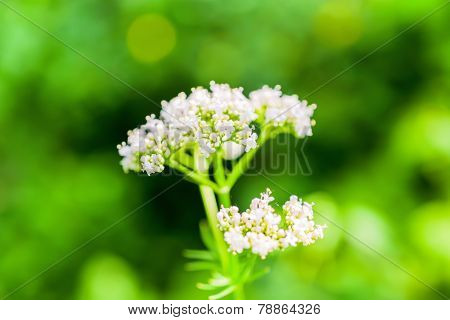 White Valeriana Flower On Green Blurred Background, Closeup