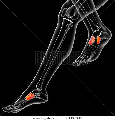 3D Render Medical Illustration Of The Midfoot Bone