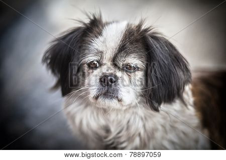 A cute and sad street dog