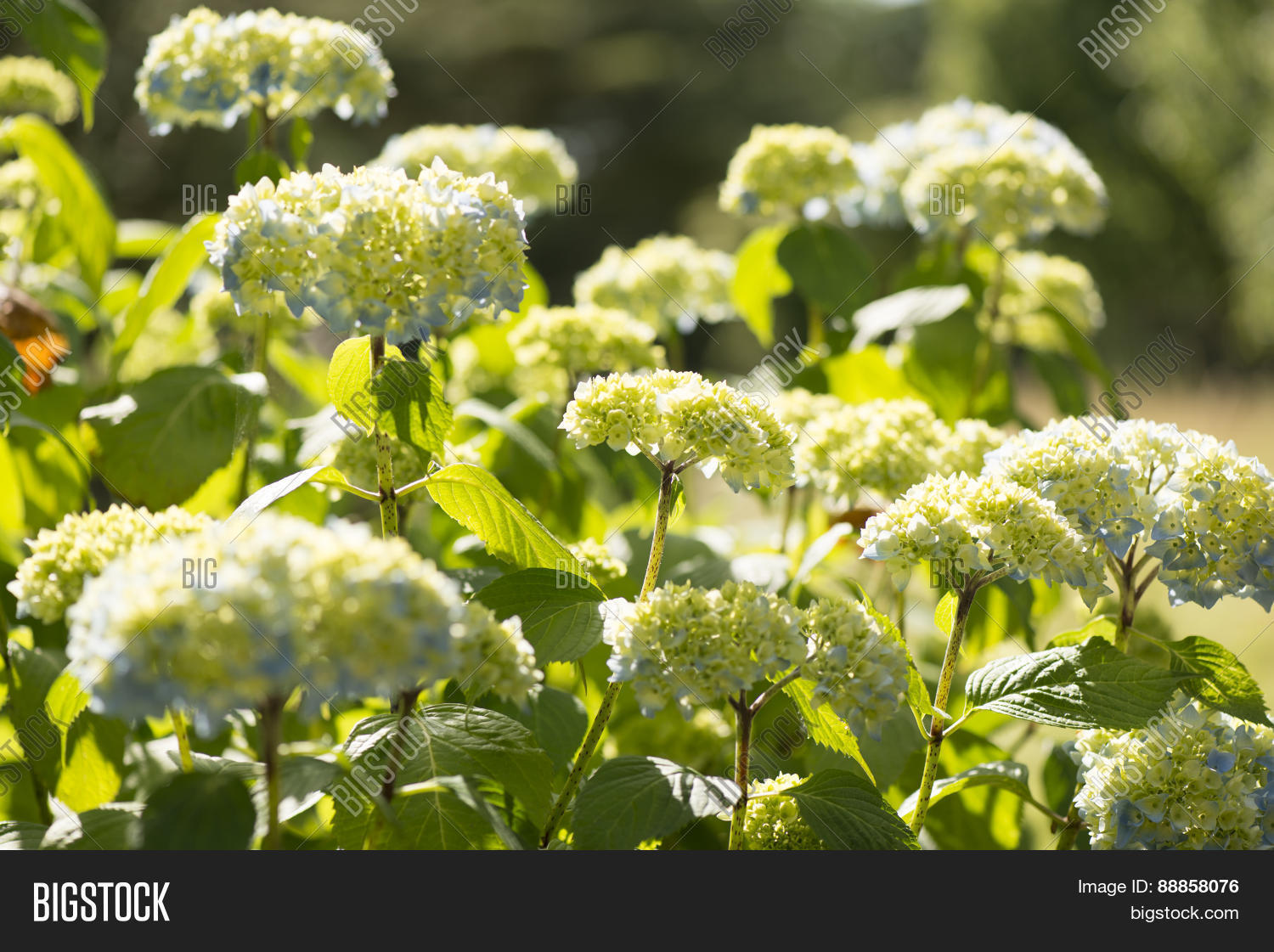 Image Preview