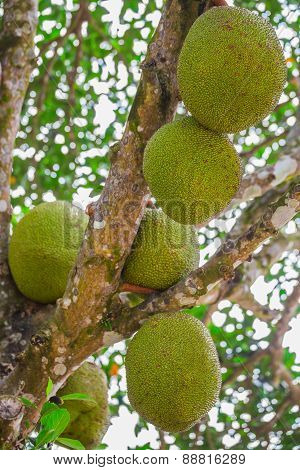 Jackfruit. Unique In Its Size And Very Tasty Unusual Fruit Of Thailand.